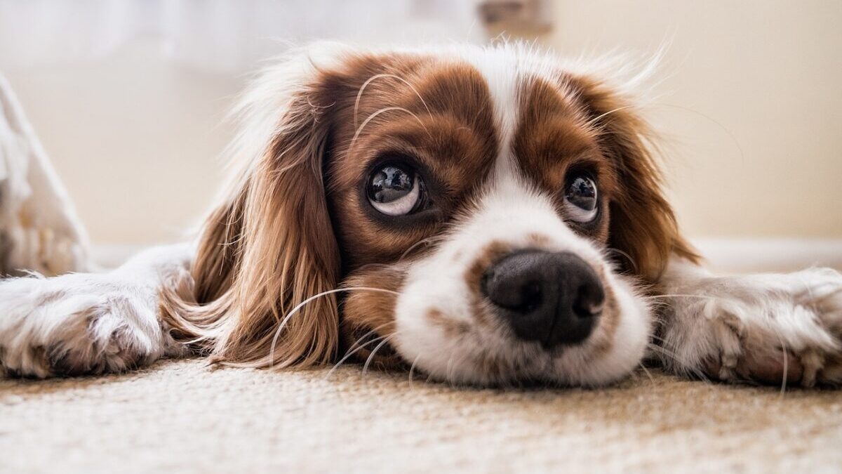 Einmal Hund, bitte!