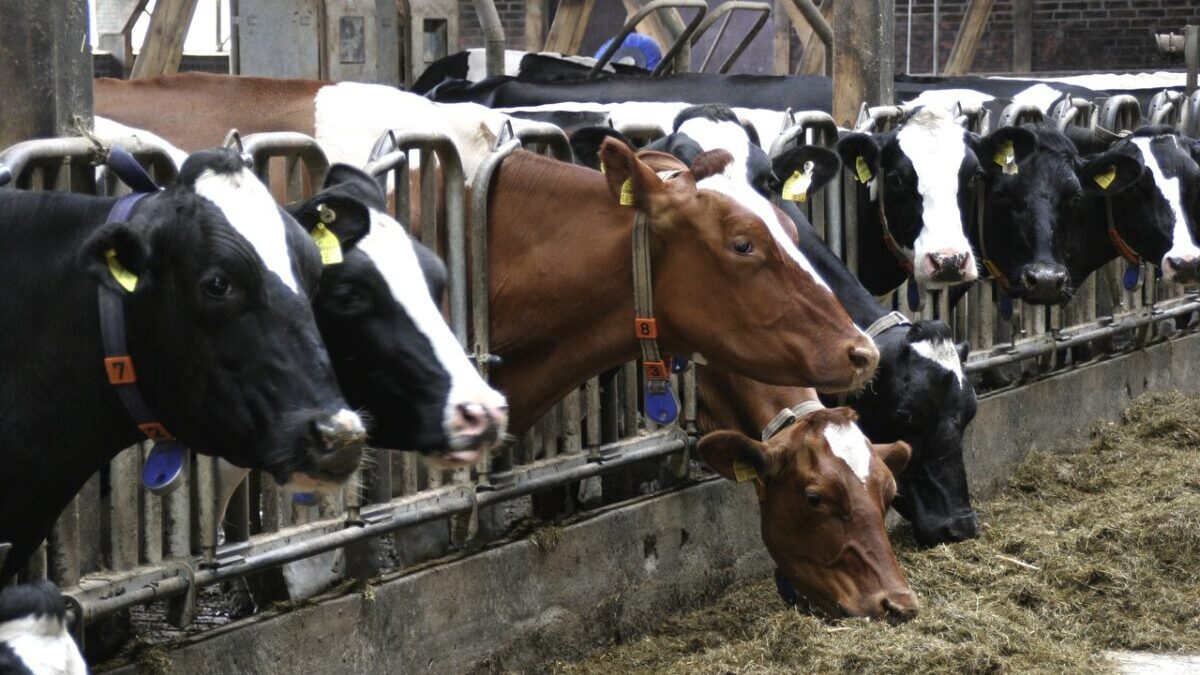 Es reicht nicht, wenn wir weniger und bewusst Fleisch essen